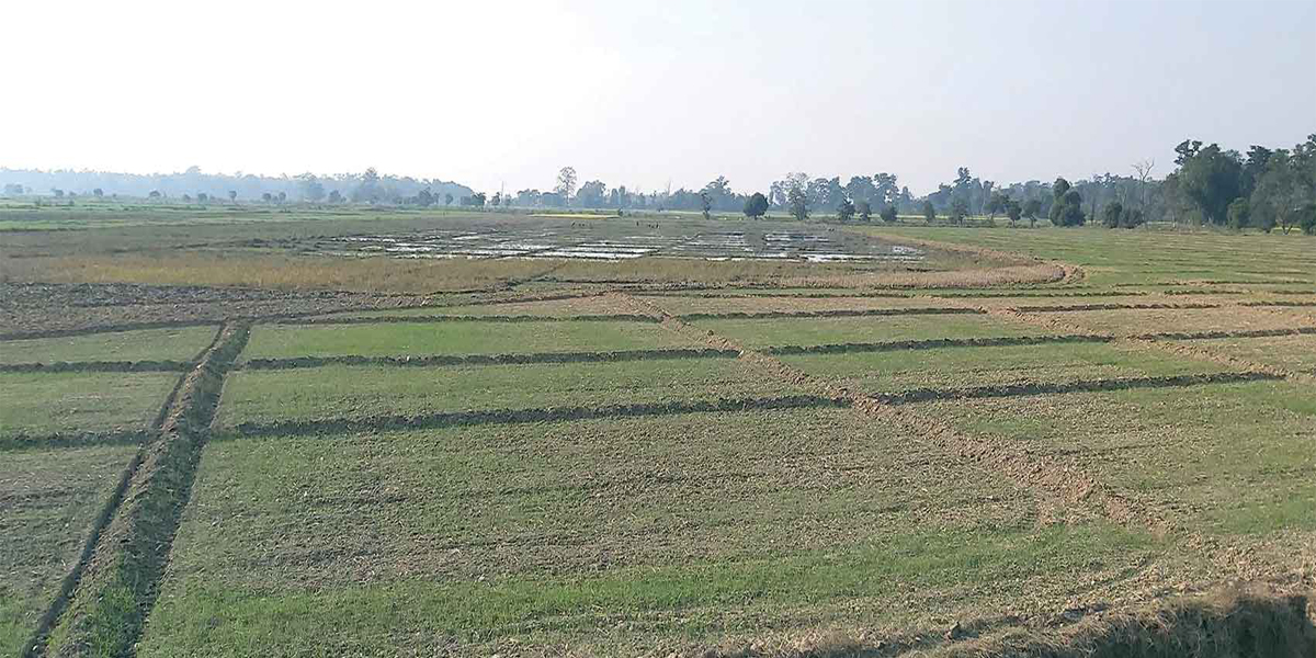 निर्वाचन सकिएसंगै कैलालीमा किसान धान खेतीमा जुटे