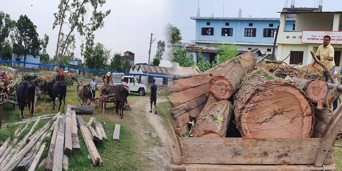 कैलालीमा सात गोरुगाडा सहित  ३० थान सालको गोलिया बरामद