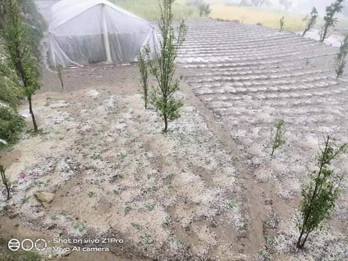 असिना पानीले गहुँ तथा नगदे बालीमा क्षति
