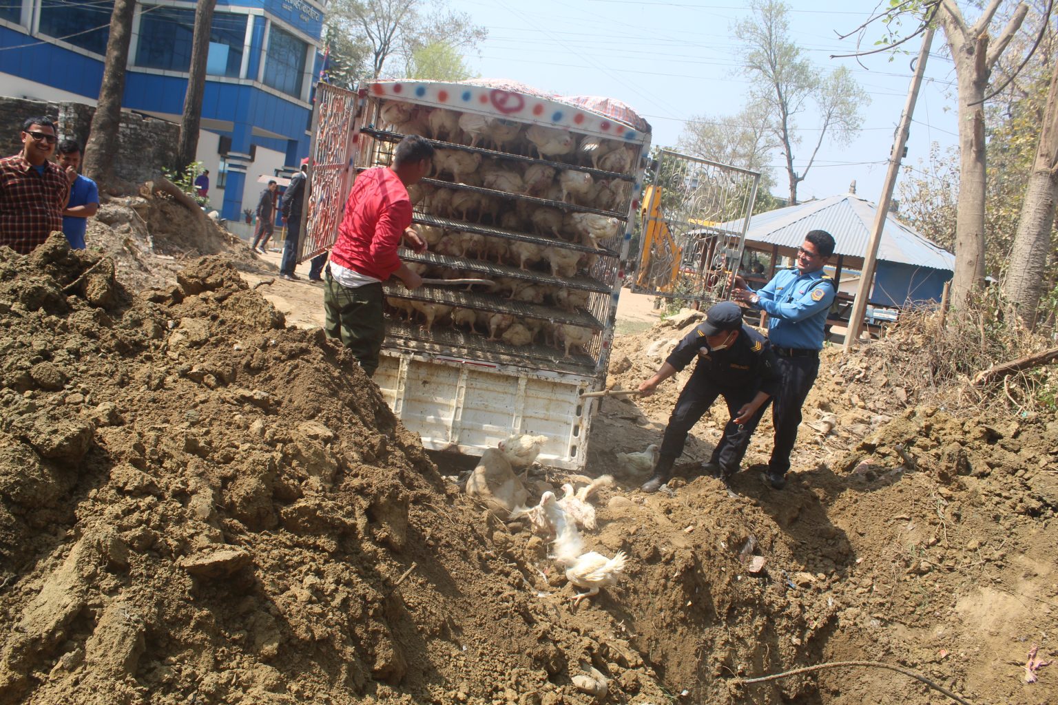 भारतबाट ल्याइएका अवैध कुखुरा नष्ट