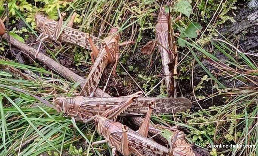 कैलालीमा हजारौँको संख्यामा सलह किरा