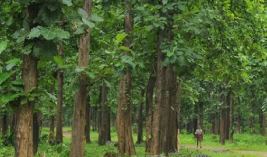 लोपोन्मुख विजयसाल संरक्षणमा कैलालीका उपभोक्ता