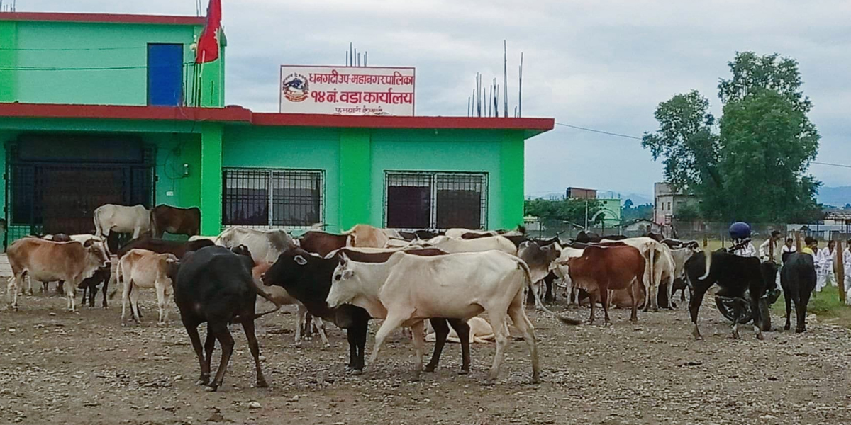 धनगढीमा छाडा पशुचौपाया व्यवस्थापन गर्न चुनौतीपूर्ण