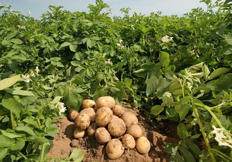 डडेल्धुरामा आलुखेतीतर्फ कृषकको आकर्षण बढ्दै