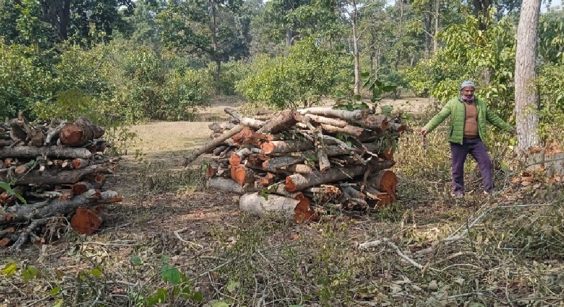 कैलालीमा वन फँडानीमा संलग्न अध्यक्ष नै पक्राउ