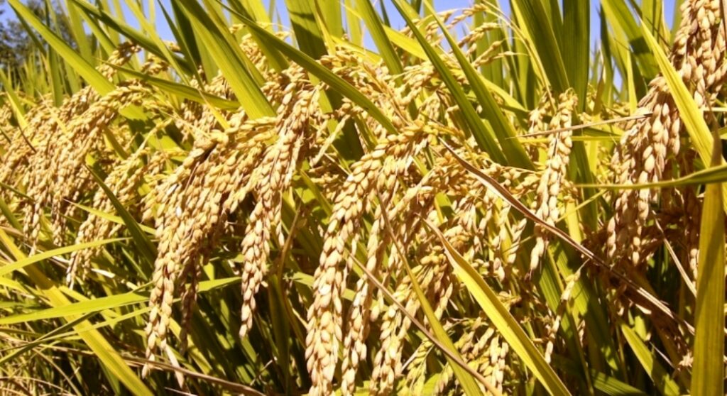 कैलालीमा  ८ हजार मेट्रिकटन चैते धान उत्पादन