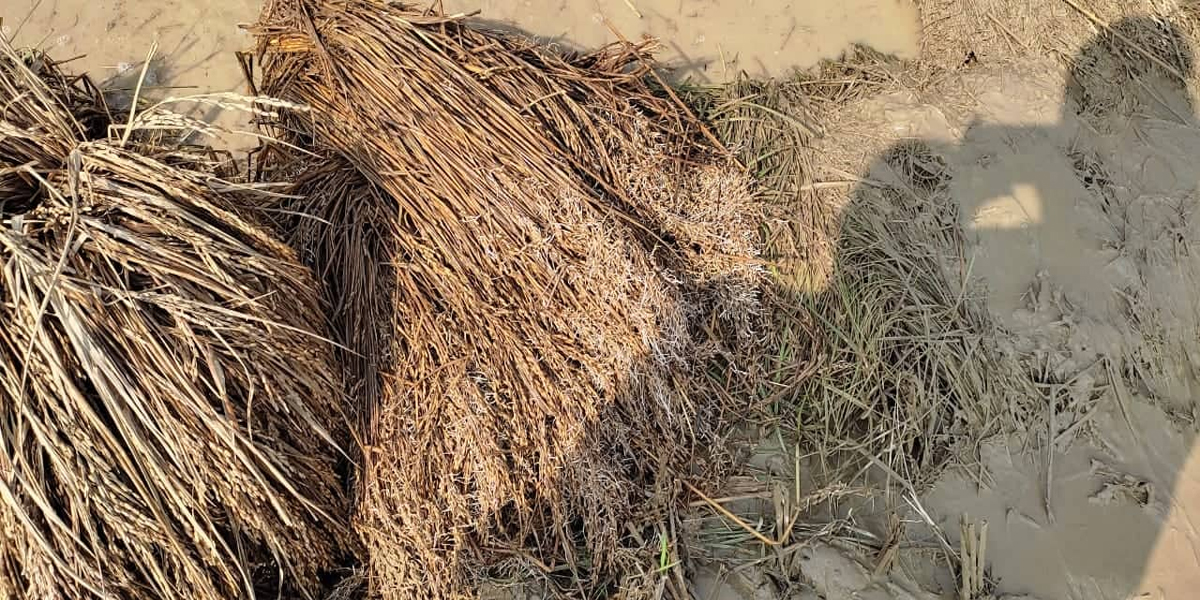 बाढीले क्षति भएको किसानलाई राहत रकम प्रदान