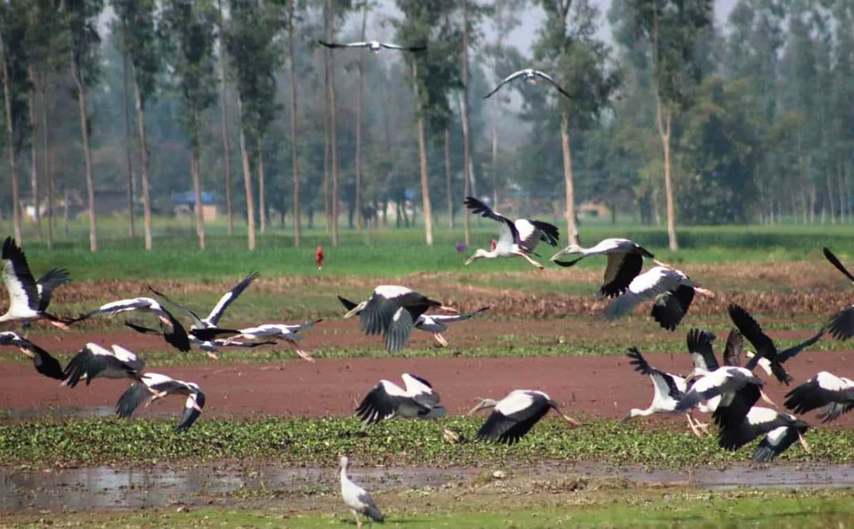 संरक्षणको प्रतीक्षामा कञ्चनपुरको पुरैनी ताल