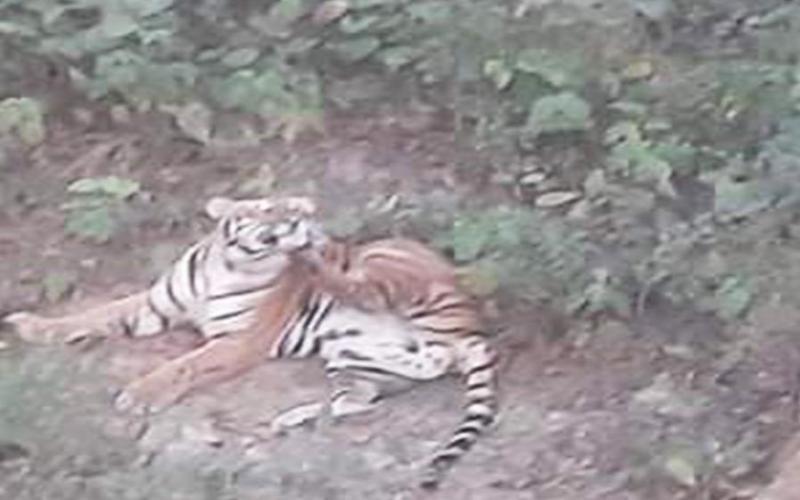 पुस्तौदेखि कैलालीमै रहँदै आएको छ बाघ